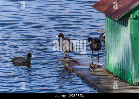 A group of Eurasian coots gathers near a small green dock on the calm waters of Lisi Lake. The birds rest, preen, and swim in a tranquil winter settin Stock Photo