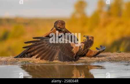 A dynamic scene captures two golden eagles engaged in a territorial battle near a small body of water, set against a backdrop of autumn foliage. Stock Photo