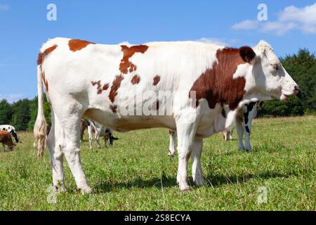 Red and white Holstein dairy cow profile view in a pasture with mixed breed herd visible behind Stock Photo