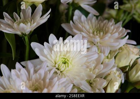 Group of chrysanthemum white flowers on a dark background, part of a beautiful bouquet. Stock Photo