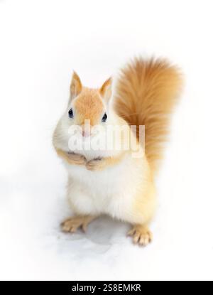 White squirrel (leucistic red squirrel) standing in the snow on a cold winter morning in Canada Stock Photo