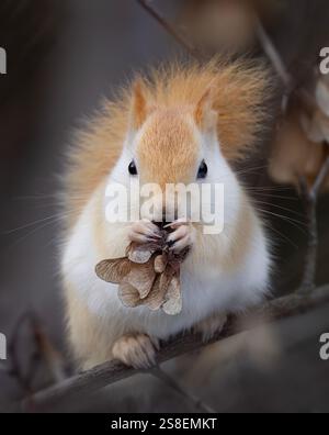 White squirrel (leucistic red squirrel) sitting on a branch eating in the forest in winter Stock Photo