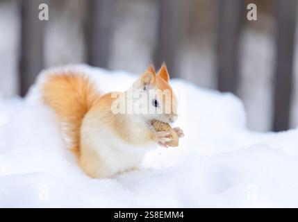 White squirrel (leucistic red squirrel) standing in the snow eating a peanut on a cold winter morning in Canada Stock Photo
