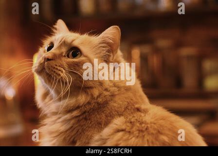 Beautiful cat Stock Photo