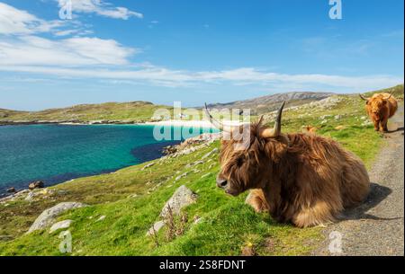 Highland Cow with Hushinish Beach in background, Hushinish, Isle of ...