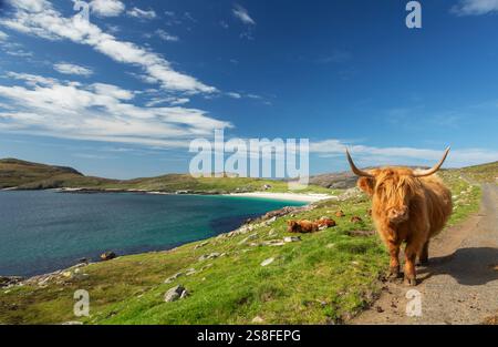 Highland Cow with Hushinish Beach in background, Hushinish, Isle of ...