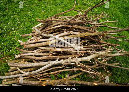 dry tree branches, wood lying in the yard . Firewood for a fire in the yard. Stock Photo