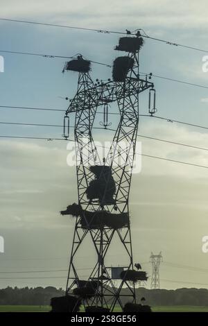 Several storks build nests on high voltage power lines in a peaceful rural area during sunset in Portugal Stock Photo