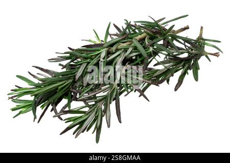 Fresh rosemary herbs on white background Stock Photo