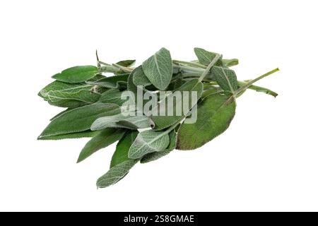 Bunch of Sage herb - white background Stock Photo
