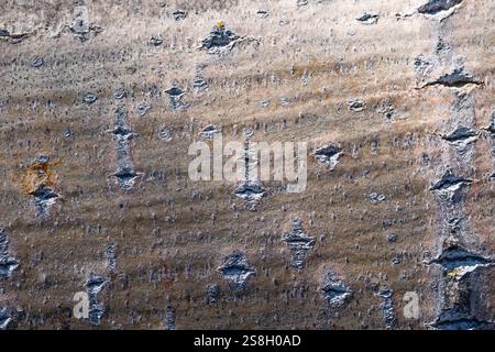 A rough, weathered surface with many holes and cracks. The texture of the surface is uneven and jagged, giving it a sense of age and wear. Scene is on Stock Photo