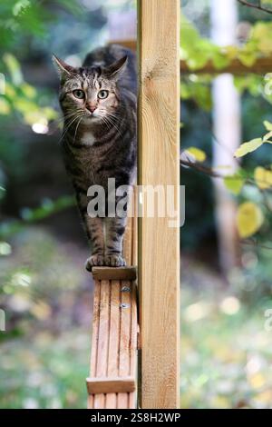 Tabby cat walking on garden fence with ginger cat Stock Photo - Alamy