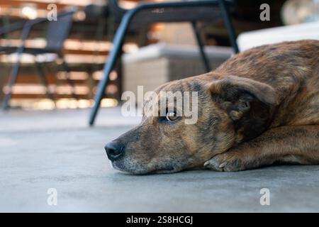 Cute dog resting in a domestic life. Stock Photo