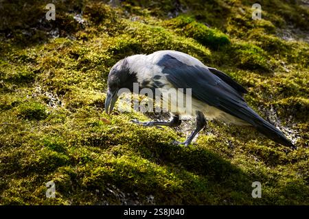 Hooded Crow (Corvus cornix) is eating on an old mossy thatched roof Stock Photo