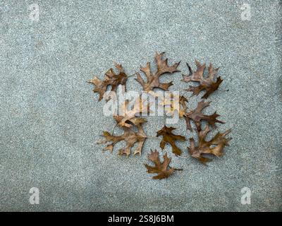 Dry autumn leaves on the ground. Stock Photo