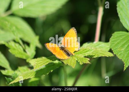 Scarce Copper , Lycaena phlaeas ,green leaves Stock Photo