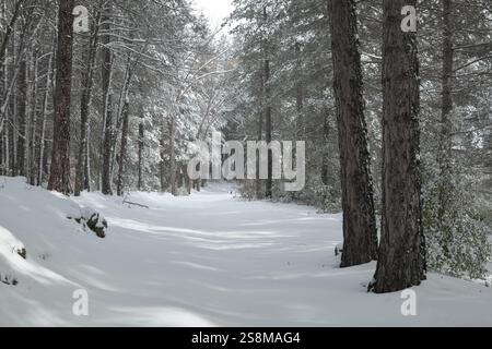 snow covered path through pine forest in Etna Park, Sicily, Italy Stock Photo