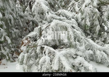 snow covered branches of pine tree in Etna Park, Sicily, Italy Stock Photo