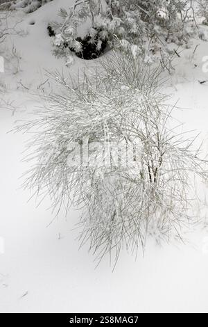 Genista Aetnensis on white snow in Etna Park, Sicily, Italy Stock Photo