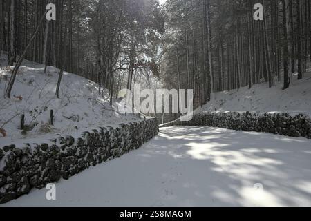 snowy path through pine forest in backlight, Etna Park, Sicily, Italy Stock Photo