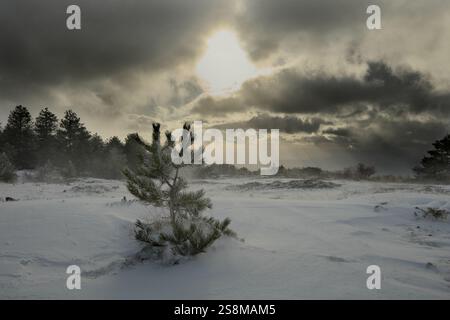 snowy landscape with lone young pine tree in foreground against dramatic sky in Etna Park, Sicily, Italy Stock Photo