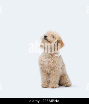 A cute and very happy fluffy (hairy) apricot (blonde, ginger, sandy ...