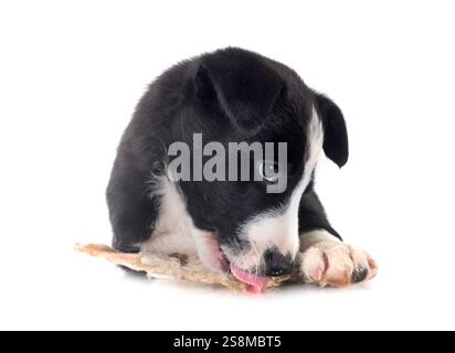 young border collie in front of white background Stock Photo