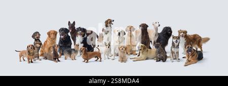Large group of different dogs on white background, pets concept, copy space Stock Photo