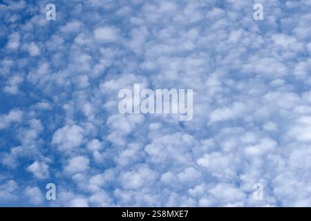 Altocumulus floccus are mid-layer cloudlets forming between 6,500 and 18,000ft altitude. Mostly composed of water droplets and ice crystals below. Stock Photo