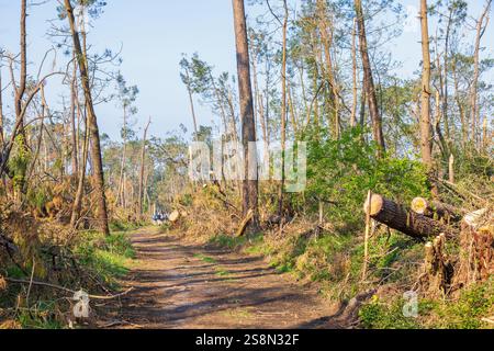 Path in a storm damaged forest with fallen trees Stock Photo