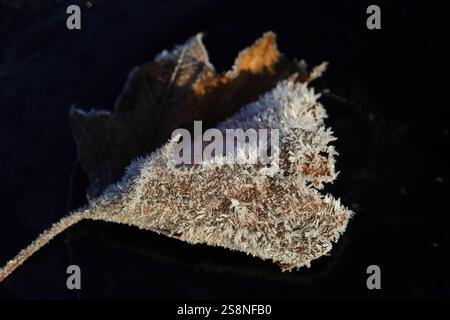 Winter close up of a dead brown leaf covered with ice crystals, set against a darkened background. Stock Photo