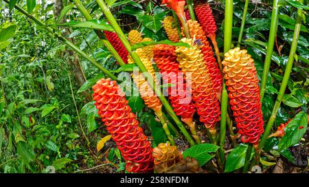 Shampoo Ginger, Zingiber zerumbet, Tropical Rainforest, Tropical Rainforest, Marino Ballena National Park, Uvita de Osa, Puntarenas, Costa Rica, Centr Stock Photo