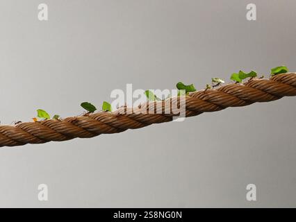 leaf cutter ants on rope Stock Photo