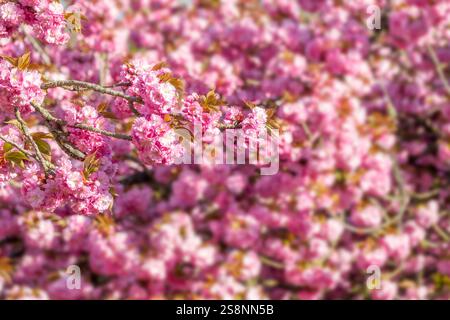 Pink cherry blossom close up, cherry tree flower in spring, hanami season in Japan Stock Photo