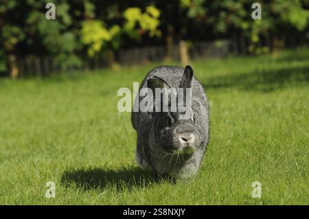 Grey hare running forward on a green meadow, domestic rabbit (Oryctolagus cuniculus forma domestica), large chinchilla, Bavaria Stock Photo
