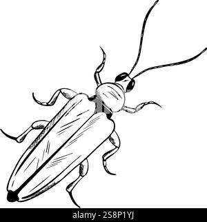 Bug in engraving style. Beetle vector. Hand drawn illustration insect in monochrome black and white colors. Entomology, Myriapoda. Engrave drawing Stock Vector
