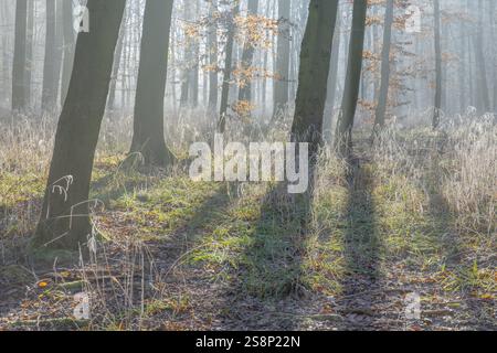 View of beech trees in the forest with hoarfrost frozen vegetation against the light Stock Photo