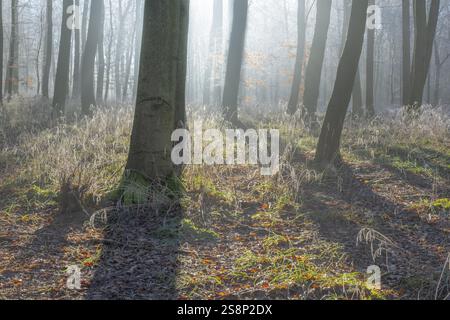 View of beech trees in the forest with hoarfrost frozen vegetation against the light Stock Photo