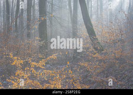 View of beech trees in the forest with hoarfrost frozen vegetation against the light Stock Photo