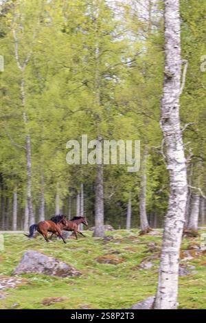 Horses running in a pasture with lush green birch trees in spring Stock Photo