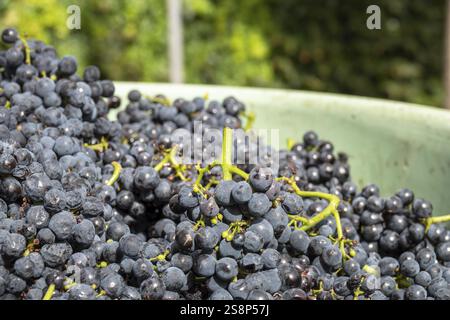 An image of red grapes in a bin harvest Stock Photo