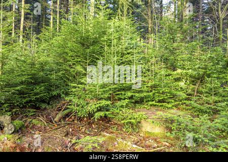 An image of a forest background fir trees Stock Photo