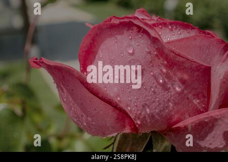 Blooming beautiful colorful rose with water drops on petals Stock Photo