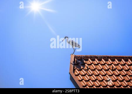 An image of a heron on a red roof Stock Photo