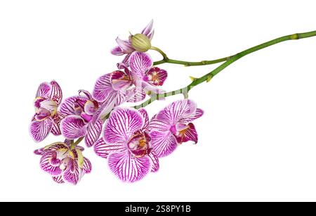 A stem with purple Moth Orchid flowers isolated cutout on white Stock Photo