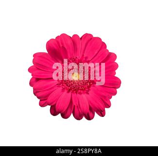 Pink gerbera daisy flower isolated cutout Stock Photo