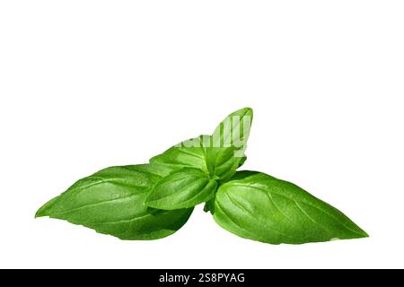 Green basil leaves isolated on white background Stock Photo