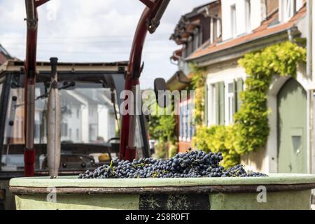 An image of red grapes in a bin harvest Stock Photo