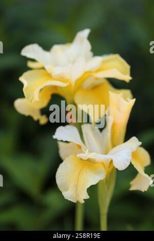 Flowers of yellow bearded iris, Iris germanica, in a garden in a sunny spring day Stock Photo