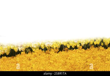 Spring flowers tulips isolated on white background. floral collection Stock Photo